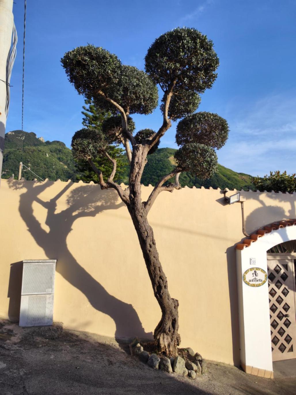 Villa Antonietta 伊斯基亚 外观 照片